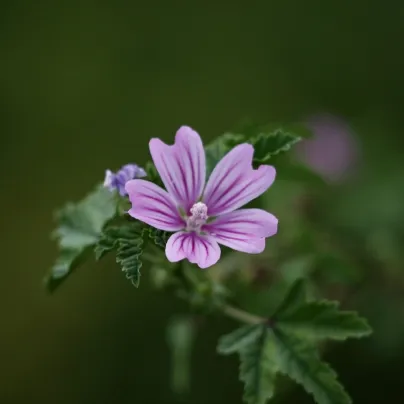 Sléz lesní - Malva sylvestris - osivo slézu - 10 ks