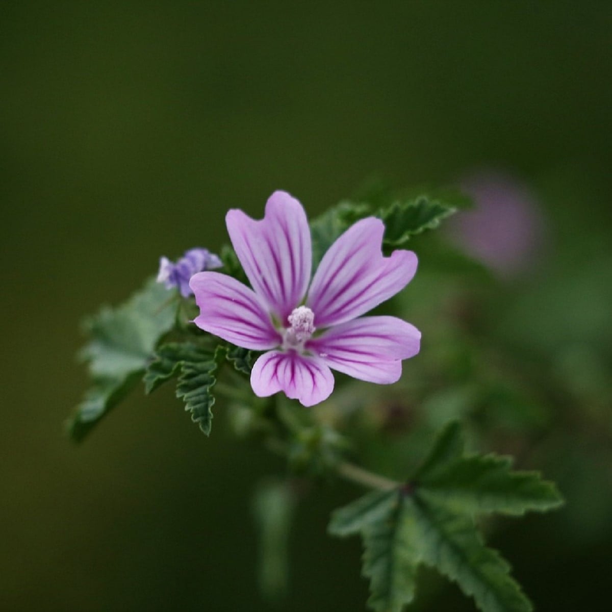 Sléz lesní - Malva sylvestris - osivo slézu - 10 ks