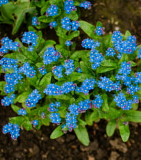 Pomněnka lesní Compindi - Myosotis sylvatica - osivo pomněnky - 100 ks