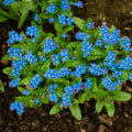 Pomněnka lesní Compindi - Myosotis sylvatica - osivo pomněnky - 100 ks