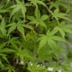 Javor dlanitolistý - Acer palmatum - osivo javoru - 5 ks