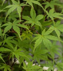 Javor dlanitolistý - Acer palmatum - osivo javoru - 5 ks