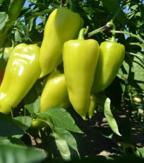 Paprika zeleninová PCR - Capsicum Annuum - osivo papriky - 80 ks