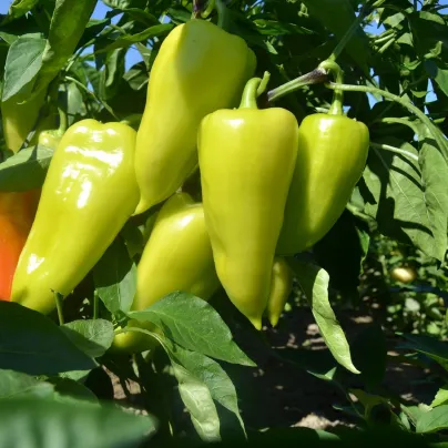 Paprika zeleninová PCR - Capsicum Annuum - osivo papriky - 80 ks