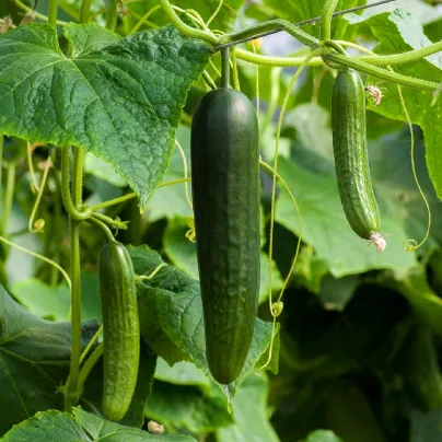Okurka salátová Picolino F1 - Cucumis sativa - osivo okurky - 4 ks