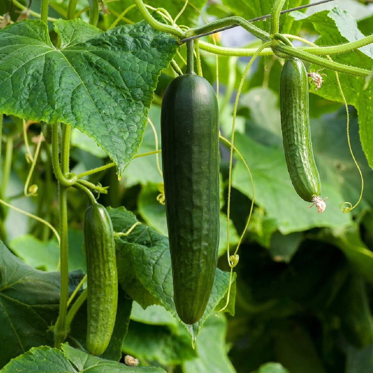 Okurka salátová Picolino F1 - Cucumis sativa - osivo okurky - 4 ks