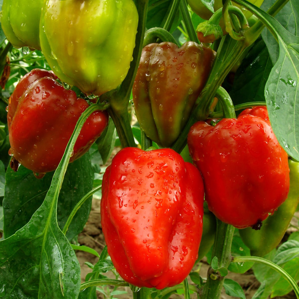 Paprika Bendigo F1 - Capsicum annuum - osivo papriky - 5 ks