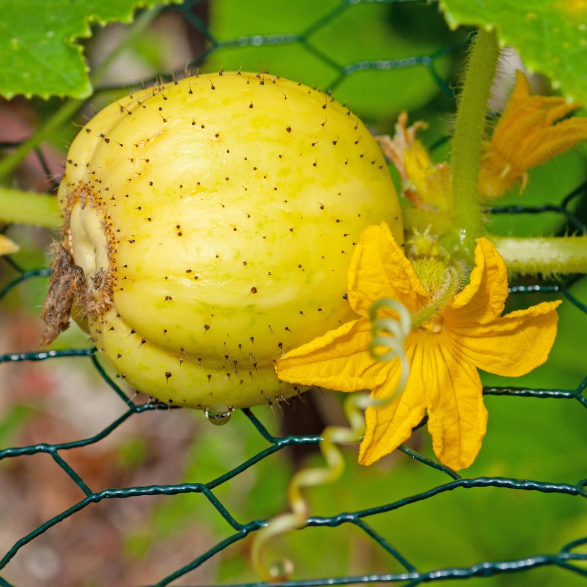 Okurka salátová Lemon - Cucumis sativus - osivo okurky - 10 ks