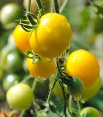Rajče Goldkrone - Solanum lycopersicum - osivo rajčat - 20 ks