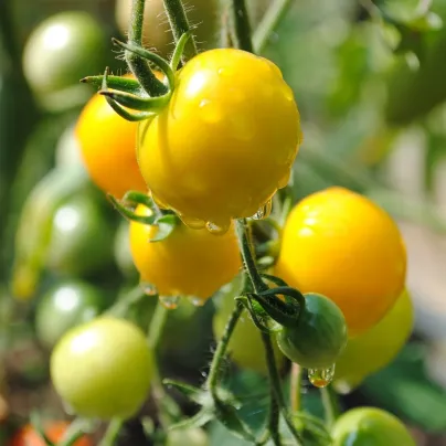 Rajče Goldkrone - Solanum lycopersicum - osivo rajčat - 20 ks