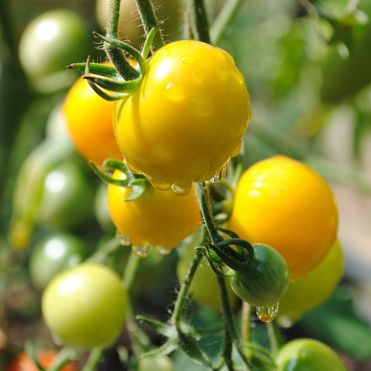Rajče Goldkrone - Solanum lycopersicum - osivo rajčat - 20 ks