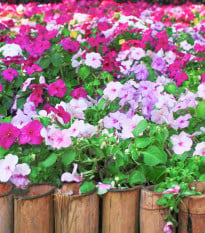 Netýkavka Balzamína směs barev - Impatiens balsamina - osivo netýkavky - 100 ks