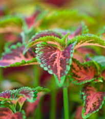 Africká kopřiva Wizard Coral Sunrise - Coleus blumei - osivo africké kopřivy - 30 ks