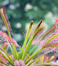 Rosnatka kapská - Drosera Capensis - osivo rosnatky - 15 ks