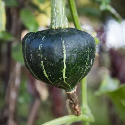 Tykev velkoplodá Buttercup Burgess - Cucurbita maxima - osivo tykve - 5 ks