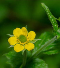 Kuklík městský - Geum urbanum - osivo kuklíku - 50 ks