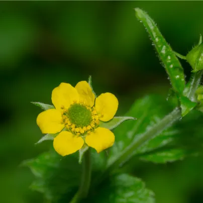 Kuklík městský - Geum urbanum - osivo kuklíku - 50 ks