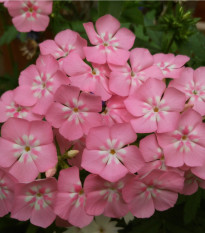 Plaménka Drummondova vysoká směs - Phlox drum. mix - osivo plaménky - 100 ks