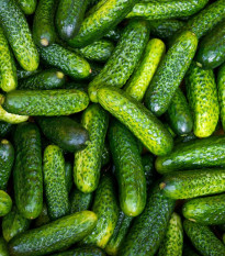 Okurka nakládačka Harriet F1 - Cucumis sativus - osivo okurky - 20 ks