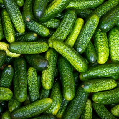 Okurka nakládačka Harriet F1 - Cucumis sativus - osivo okurky - 20 ks