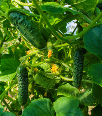 Okurka nakládačka Dafne F1 - Cucumis sativus - osivo okurky - 20 ks