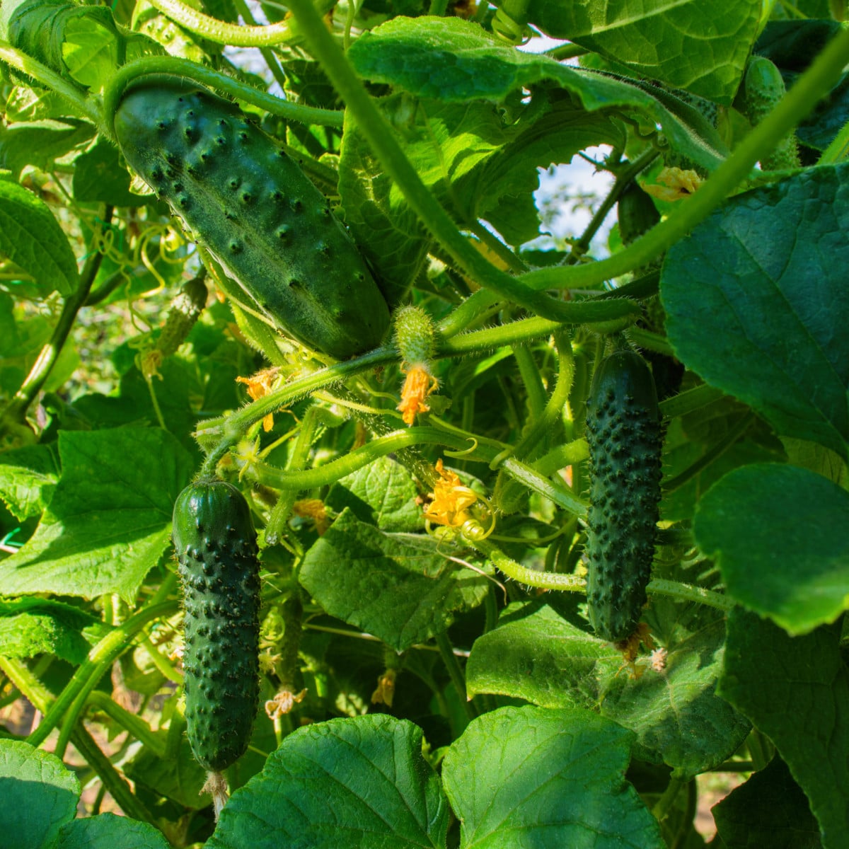 Okurka nakládačka Dafne F1 - Cucumis sativus - osivo okurky - 20 ks