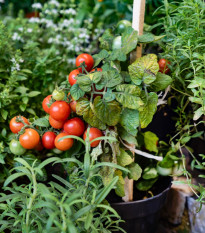 Rajče cherry Tumbler - Solanum lycopersicum - osivo rajčat - 6 ks