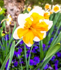 Narcis Orangery - Narcissus - cibule narcisů - 3 ks
