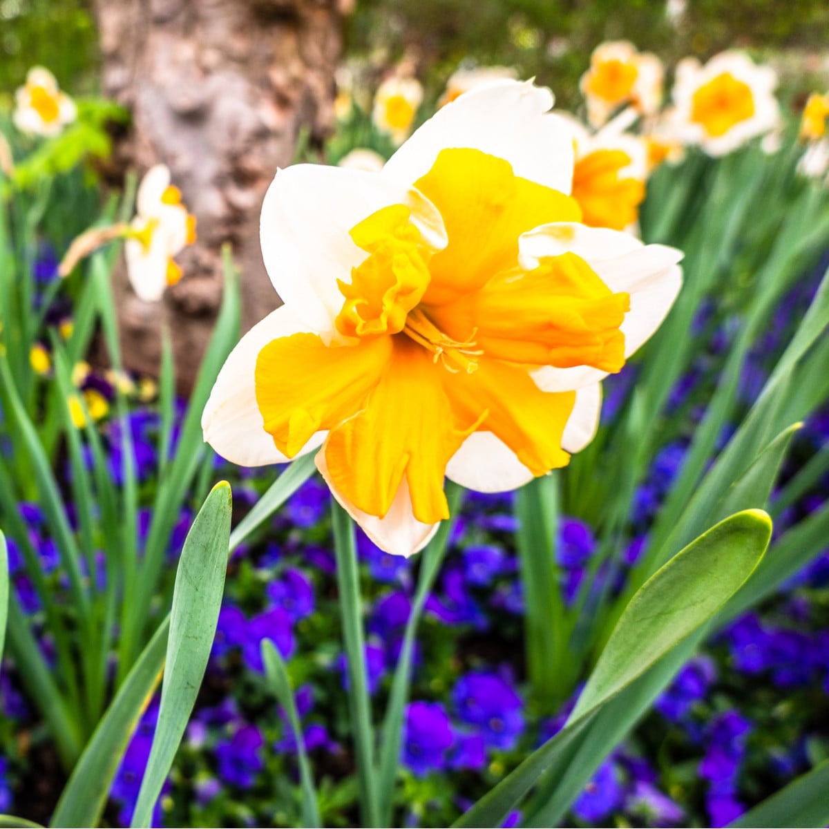 Narcis Orangery - Narcissus - cibule narcisů - 3 ks