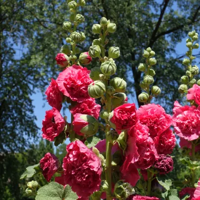 Topolovka Chaters Scarlet - Alcea rosea - osivo topolovky - 8 ks