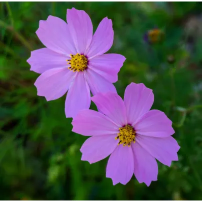 Krásenka Sonata Pink - Cosmos bipinnatus - osivo krásenky - 15 ks