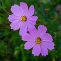 Krásenka Sonata Pink - Cosmos bipinnatus - osivo krásenky - 15 ks