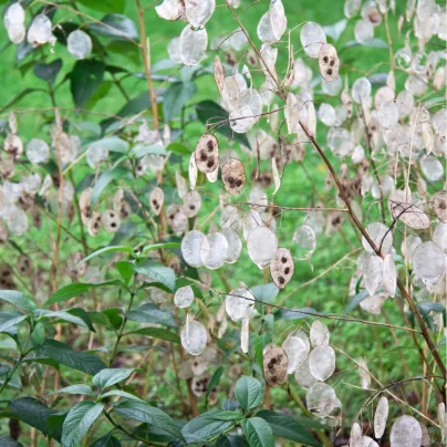 Měsíčnice roční bílá - Lunaria annua - osivo měsíčnice - 40 ks