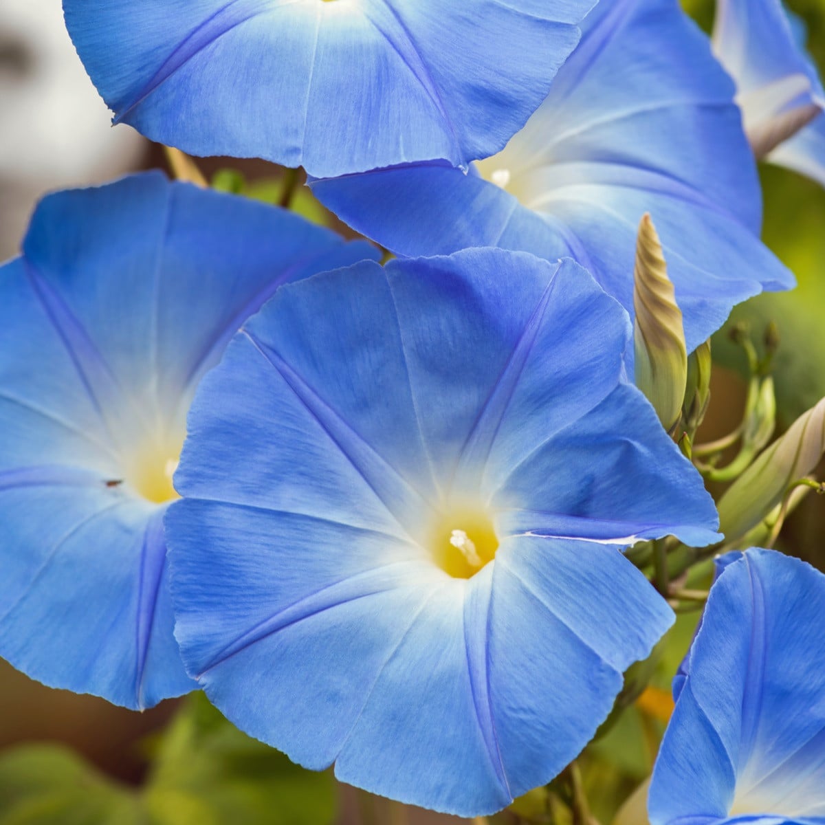 Povíjnice modrá - Ipomoea rubro-coerulea - osivo povíjnice - 25 ks