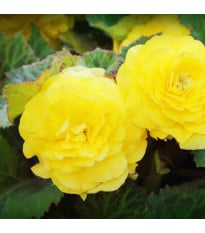 Begonie plnokvětá žlutá - Begonia superba - hlízy begónie - 2 ks