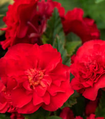 Begonie plnokvětá červená - Begonia superba - hlízy begónie - 2 ks