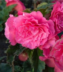 Begonie plnokvětá růžová - Begonia superba - hlízy begónie - 2 ks