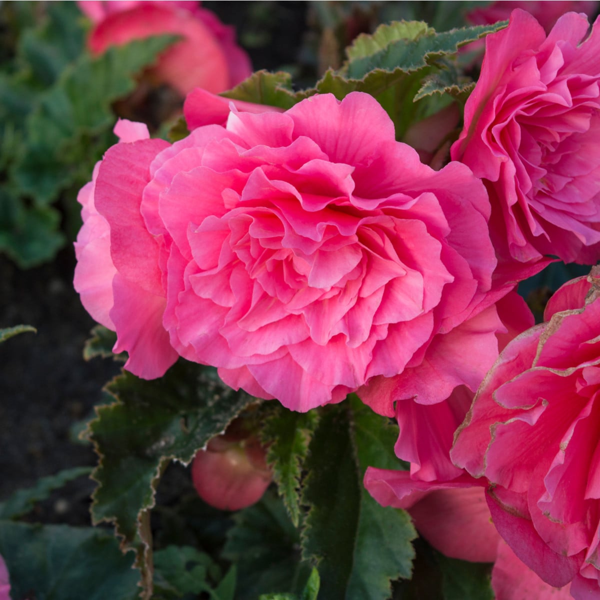 Begonie plnokvětá růžová - Begonia superba - hlízy begónie - 2 ks