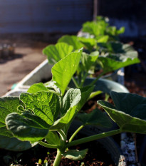 Tykev k roubování Routpower F1 - Cucurbita maxima x moschata - osivo tykve - 10 ks