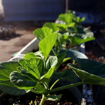 Tykev k roubování Routpower F1 - Cucurbita maxima x moschata - osivo tykve - 10 ks