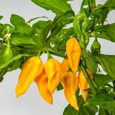 Chilli Devils Tongue Yellow - Capsicum chinense - osivo chilli - 7 ks