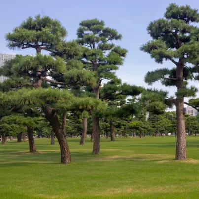 Borovice japonská černá - Pinus thunbergii - osivo borovice - 5 ks