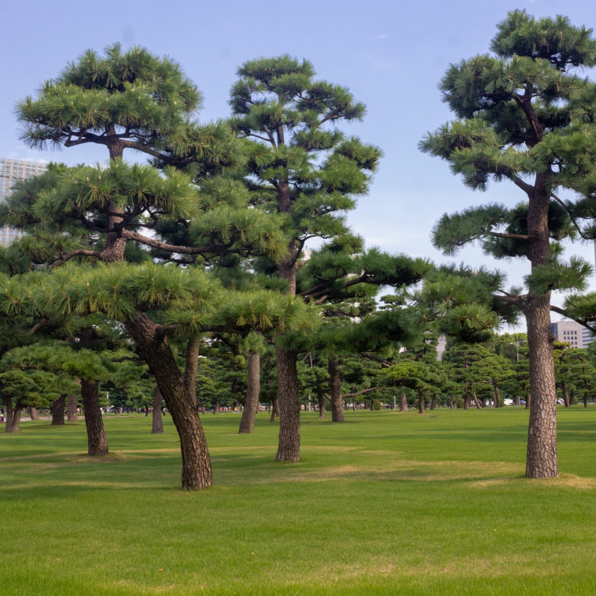 Borovice japonská černá - Pinus thunbergii - osivo borovice - 5 ks
