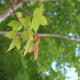 Javor Bürgerův - Acer buergeranum - osivo javoru - 5 ks