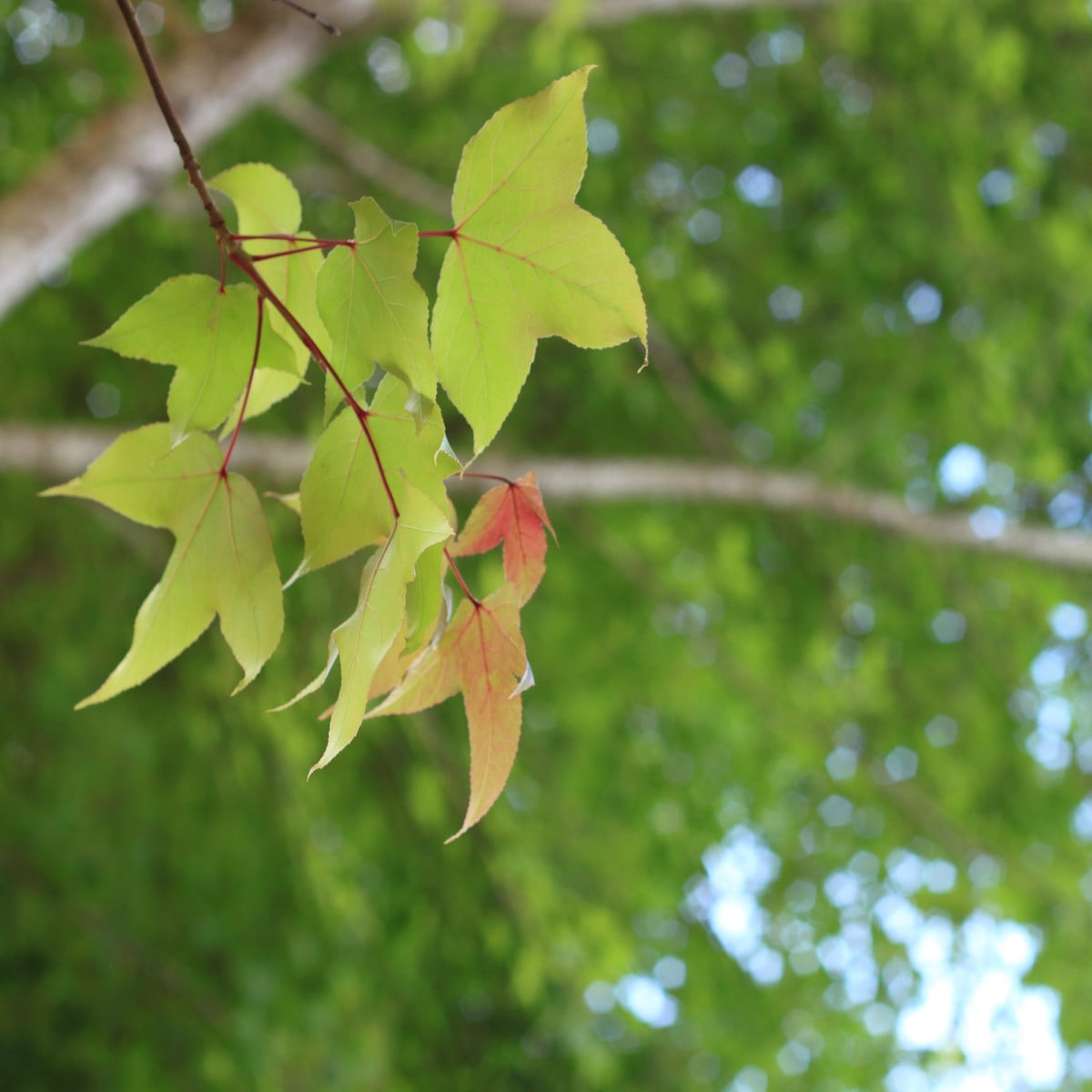 Javor Bürgerův - Acer buergeranum - osivo javoru - 5 ks