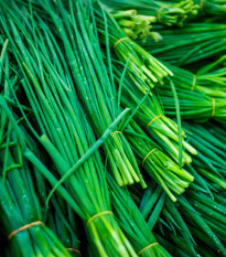 Pažitka Grande - Allium schoenoprasum L. - osivo pažitky - 300 ks
