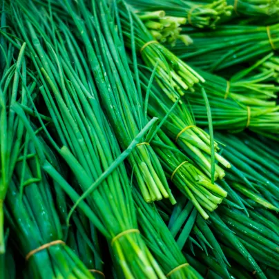 Pažitka Grande - Allium schoenoprasum L. - osivo pažitky - 300 ks