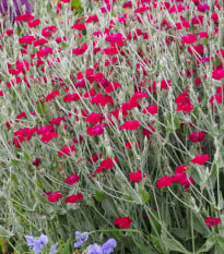 Kohoutek věncový - Lychnis coronaria - osivo kohoutku - 50 ks