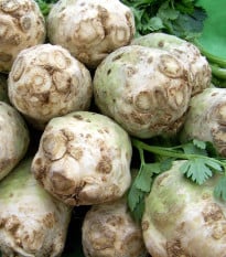 Celer bulvový Albin - Apium graveolens - osivo celeru - 0,5 g