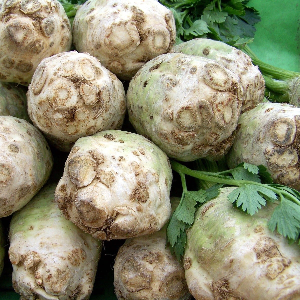 Celer bulvový Albin - Apium graveolens - osivo celeru - 0,5 g